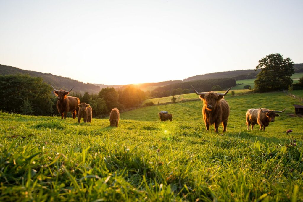 Grasende Highlands Rinder bei Züschen