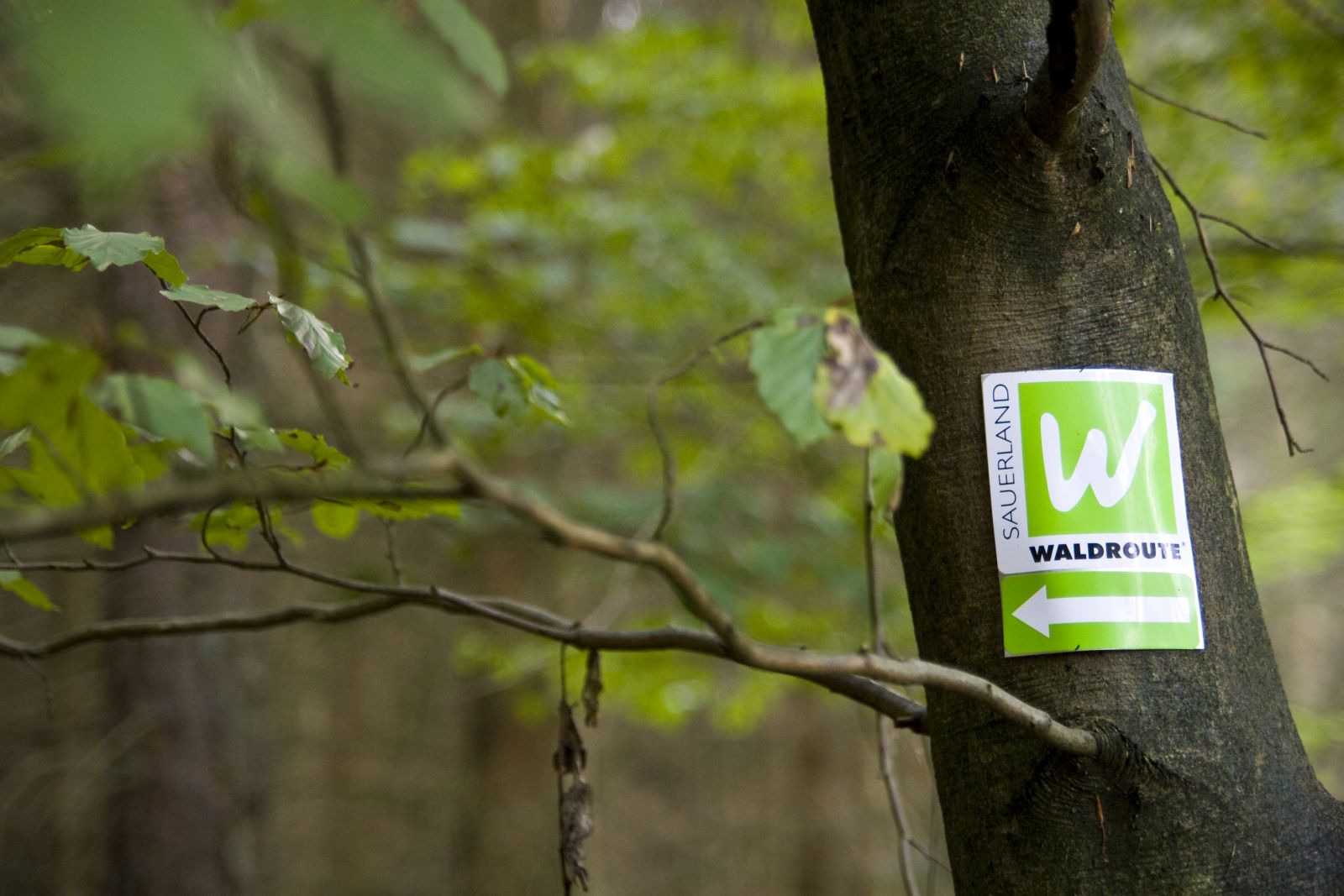 Markierung Wanderweg WALDROUTE im Arnsberger Wald