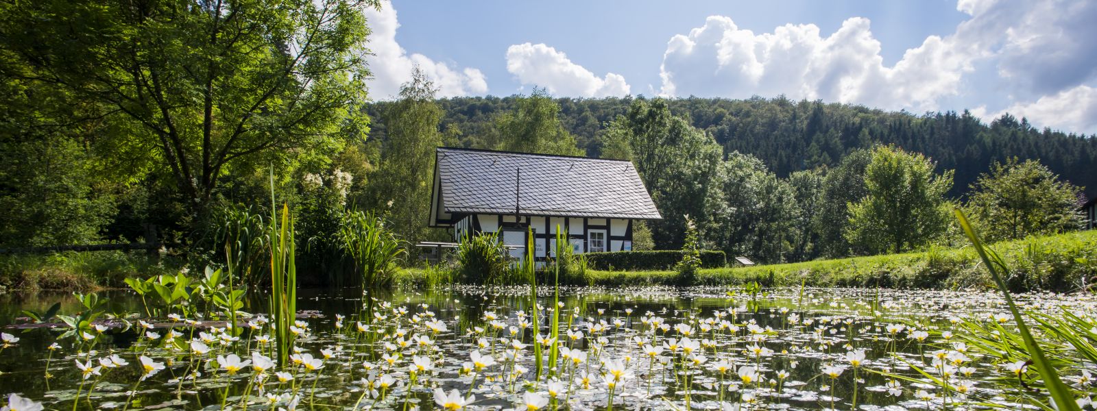 Teich mit Blumen im Sauerland