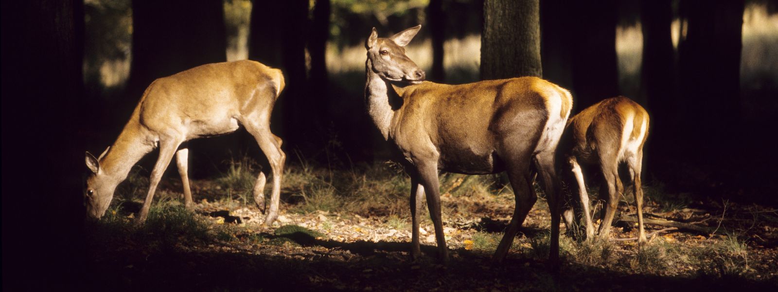 3 Rehe beim Ähsen im Wald