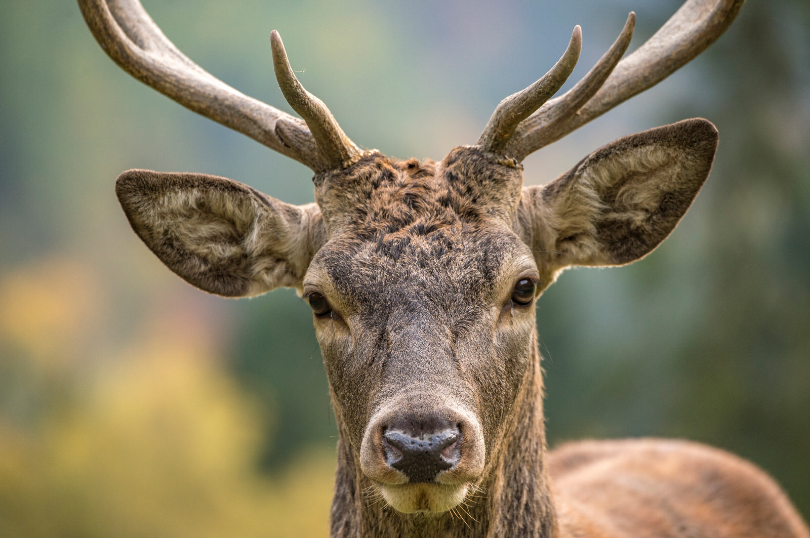 Hirsch mit Geweih im Sauerland