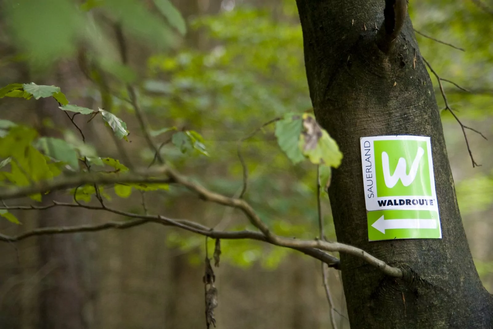 Markierung Wanderweg WALDROUTE im Arnsberger Wald